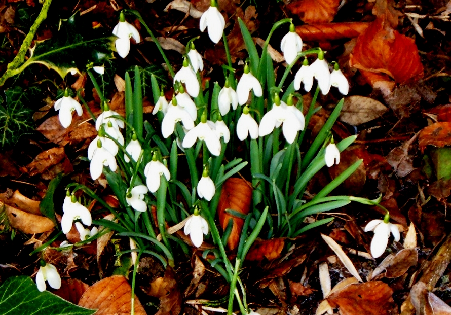 Snowdrops