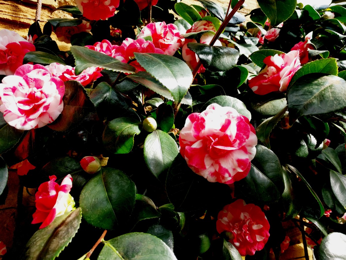 camelia 2